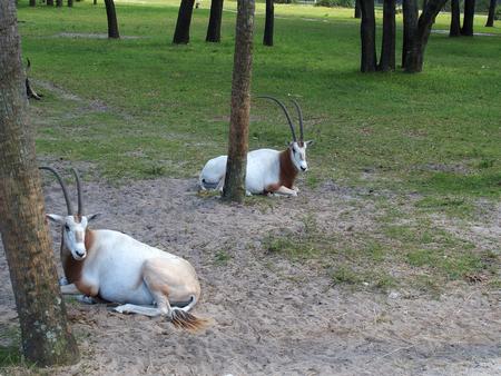 Scimitar-horned Oryx