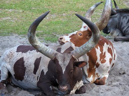 Anikole cattle #5