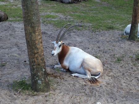 Scimitar-horned Oryx #2