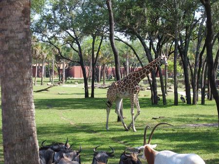 Reticulated giraffe #8