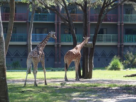 Reticulated giraffe #10