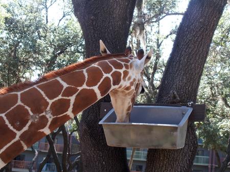 Reticulated giraffe #11