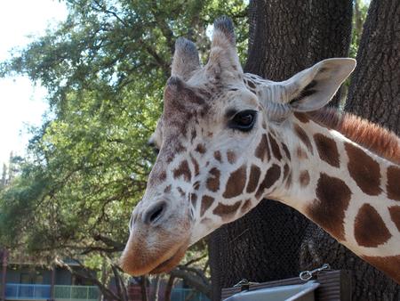 Reticulated giraffe #12