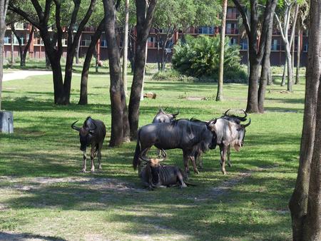 White-bearded wildebeast #3