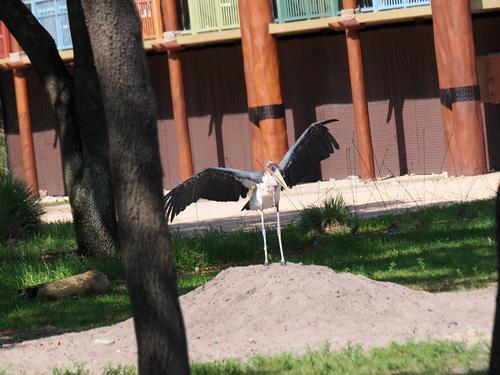 Ruppel's griffon vulture #3