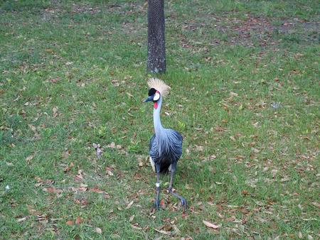 East African crowned crane #4