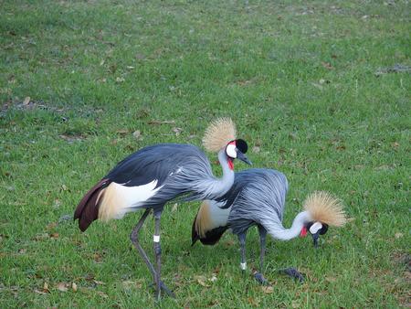East African crowned crane #6