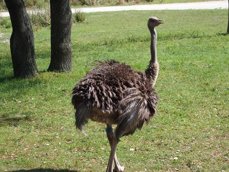 Ostrich #4
