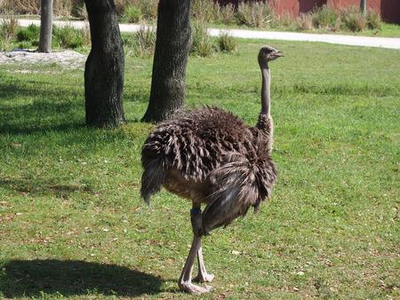 Ostrich #5