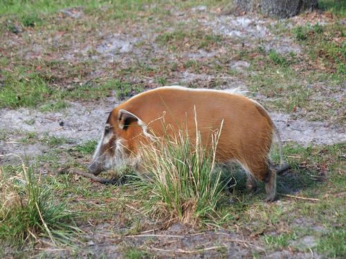 Red river hogs #4