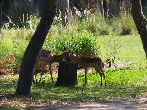 Thomson's gazelle #11