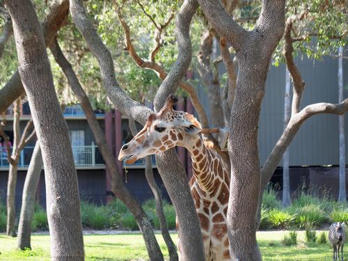 Reticulated giraffe #16