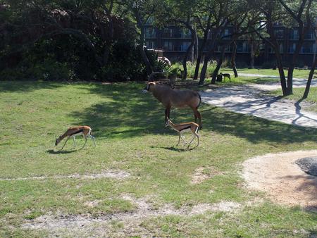 Thomson's gazelle #13