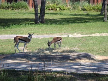 Thomson's gazelle #14