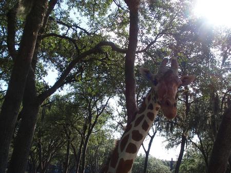 Reticulated giraffe #17