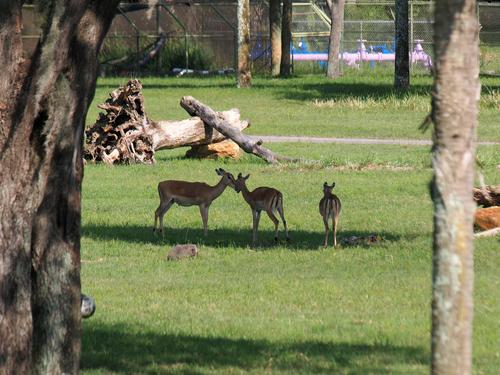 Thomson's gazelle #15