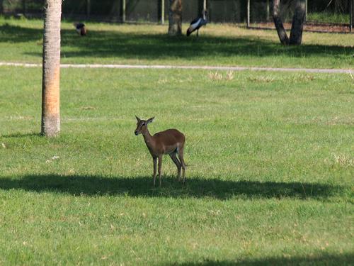 Thomson's gazelle #16
