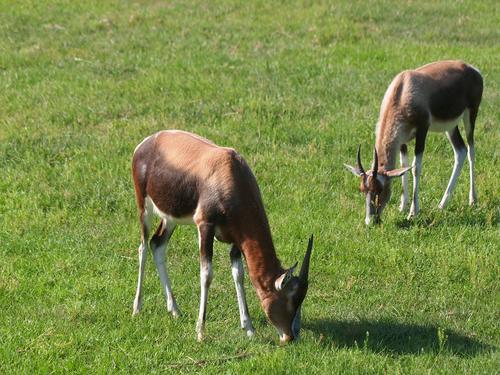 Thomson's gazelle #19