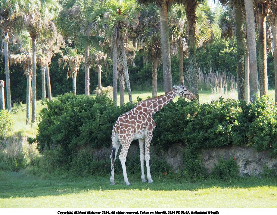 Reticulated Giraffe #5