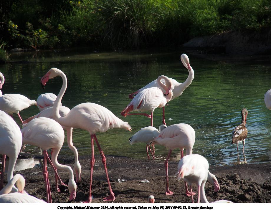 Greater flamingo #3