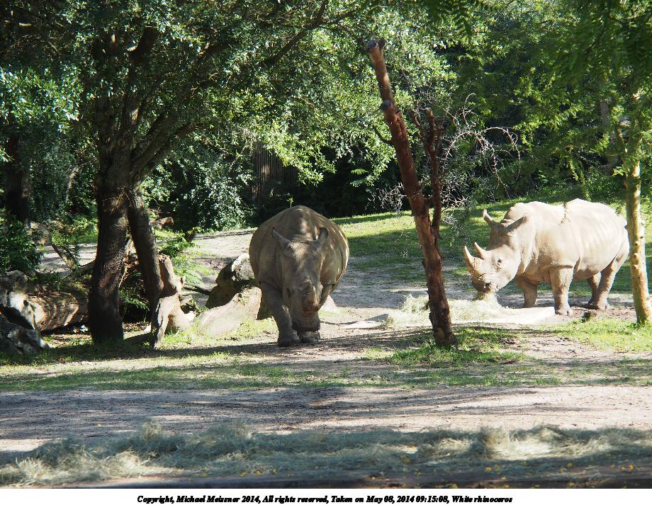 White rhinoceros #9