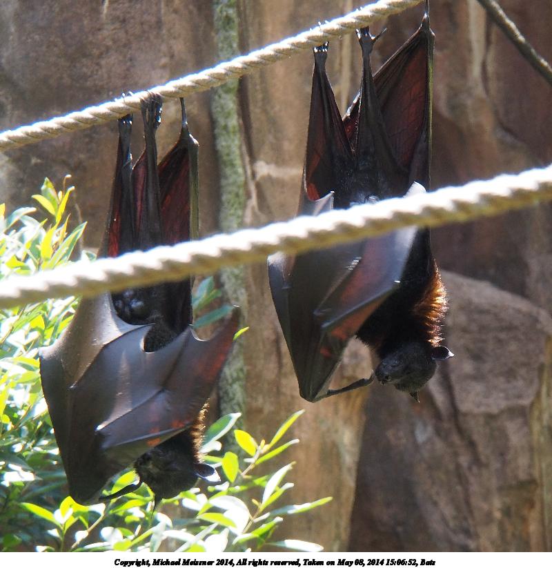 Bats #3