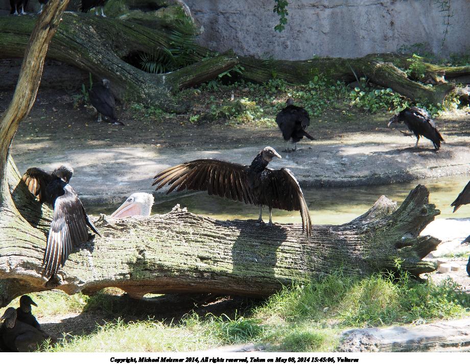 Vultures #2