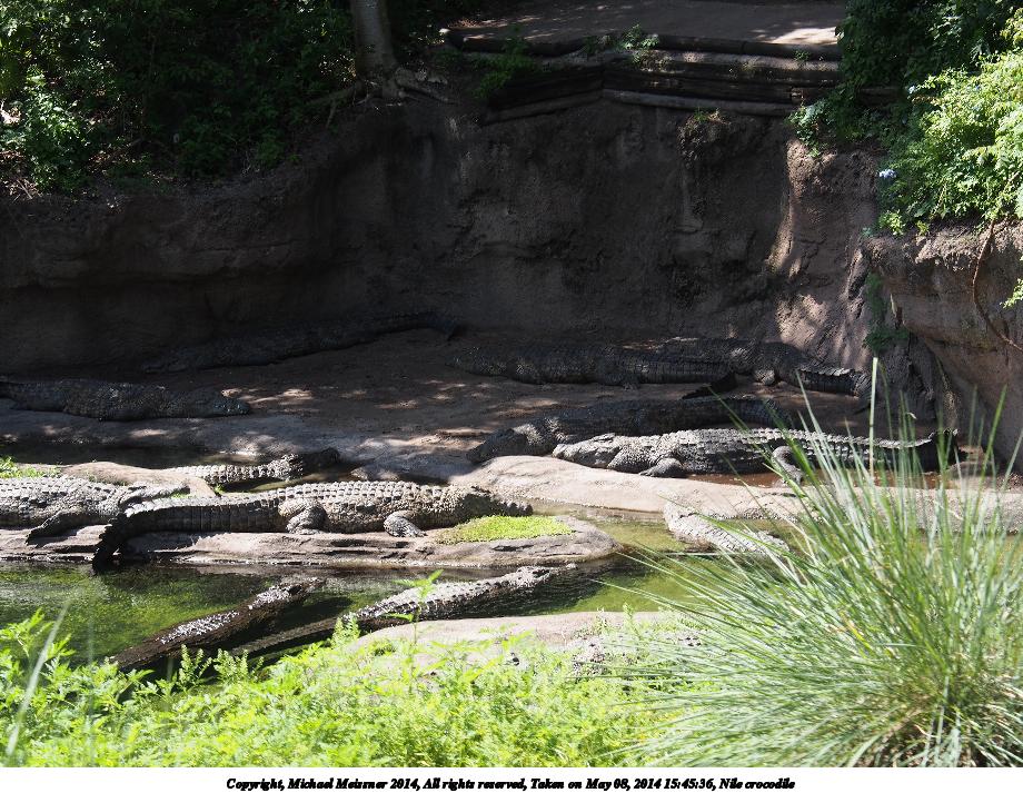 Nile crocodile #6