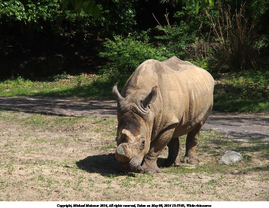 White rhinoceros #14