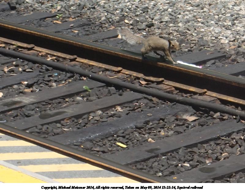 Squirrel railroad