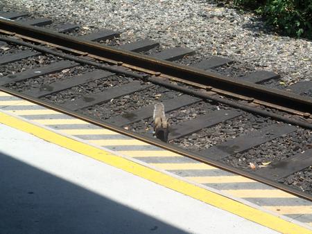 Squirrel railroad #2
