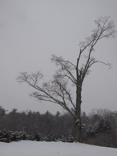 Still winter