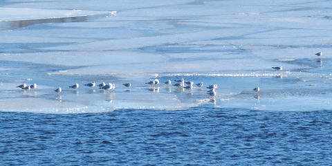 Ducks on ice