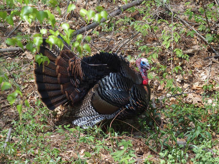 Tom turkey