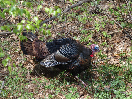 Tom turkey #2