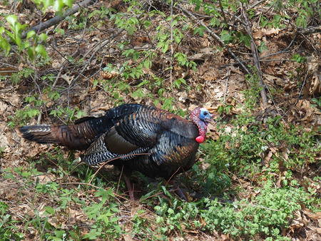 Tom turkey #3