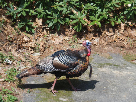 Tom turkey #5