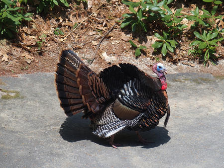Tom turkey #7