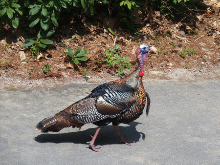 Tom turkey #8