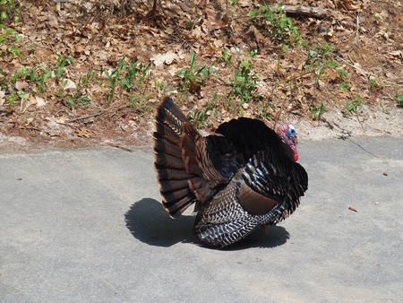 Tom turkey #9