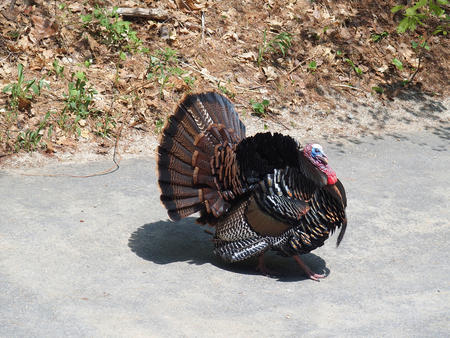 Tom turkey #10