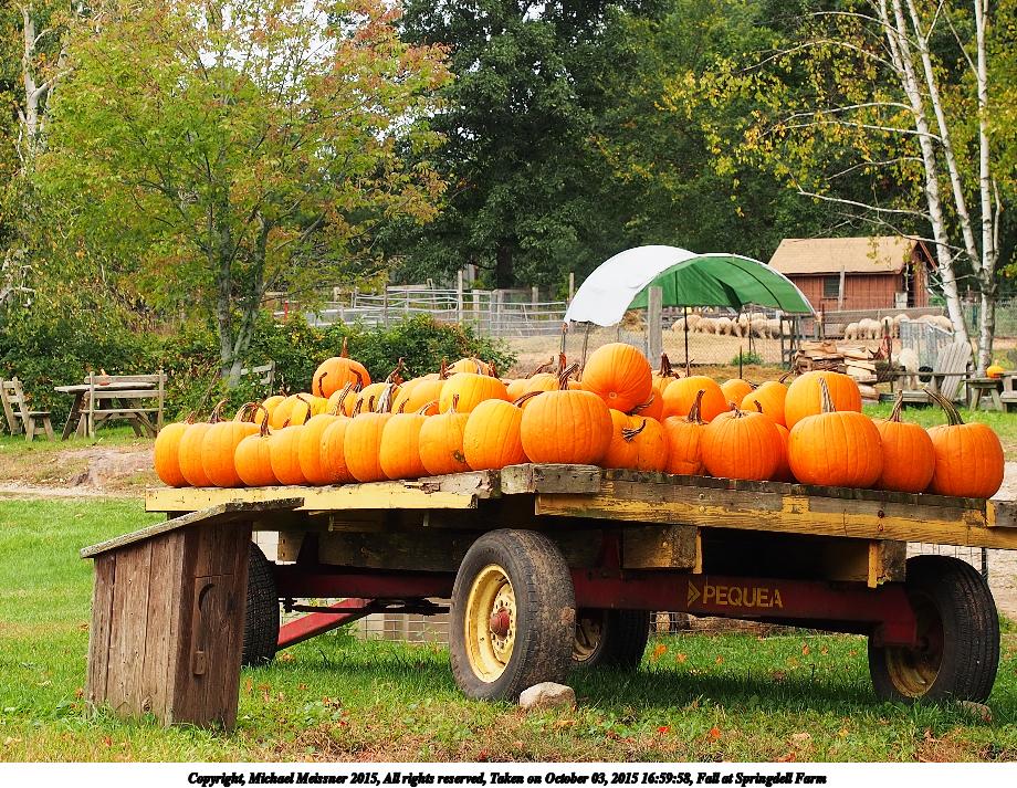 Fall at Springdell Farm #6
