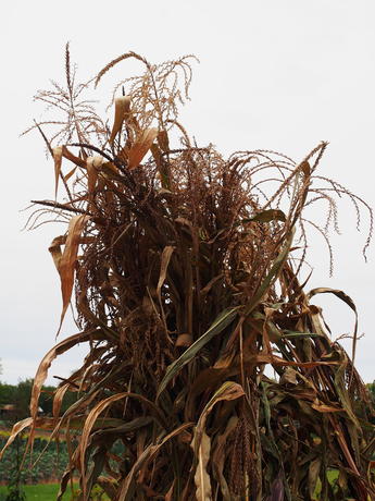 Corn husks