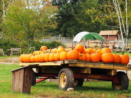 Fall at Springdell Farm #6