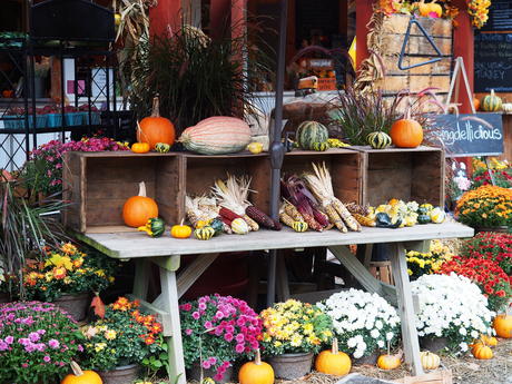 Fall at Springdell Farm #8