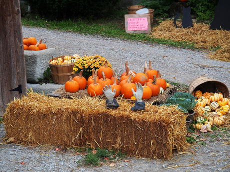 Fall at Springdell Farm #9