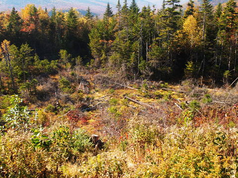 Downed trees