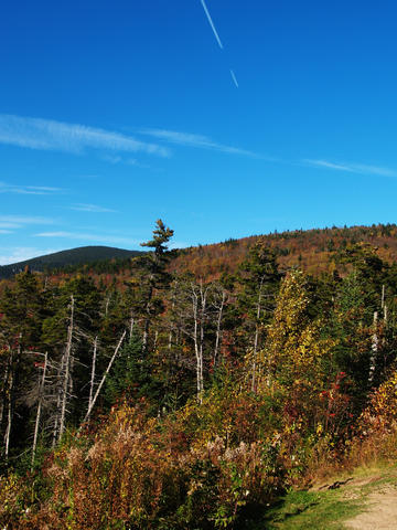Fall leaves and contrails