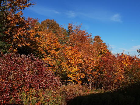 New Hampshire fall #5