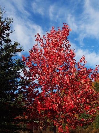 New Hampshire fall #10